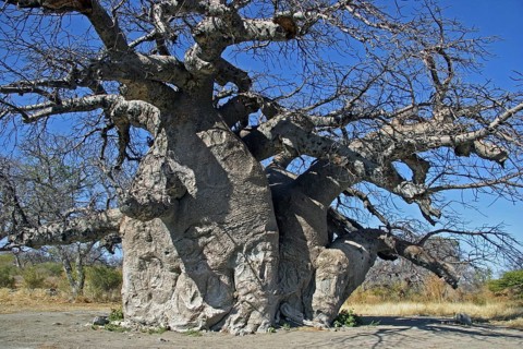 Baobab tree