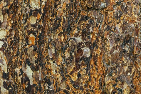 Swiss pine