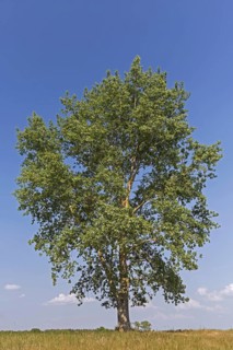 Black poplar