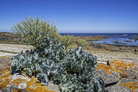 Sea kale