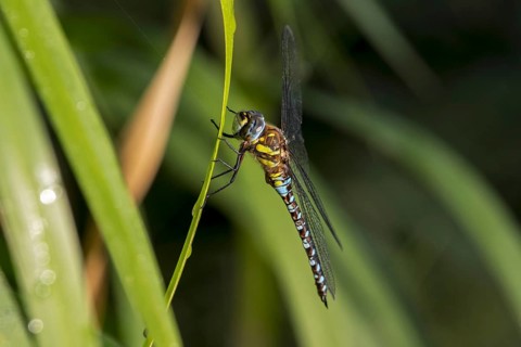Migrant hawker