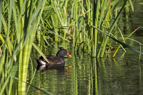 Eurasian common moorhen