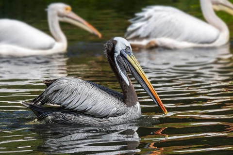 Peruvian pelican