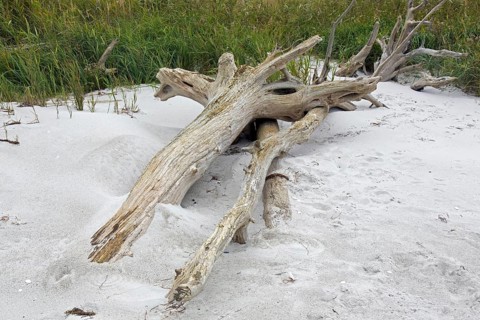 Dead trees