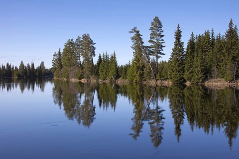 Pine trees along the Vaesterdal River