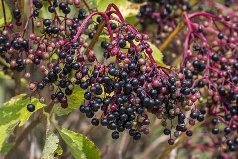 European elder