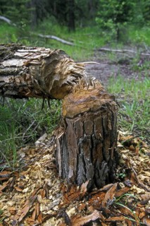 Tree felled by beaver in forest