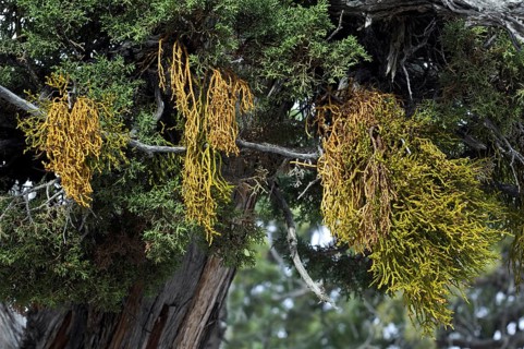 Juniper mistletoe