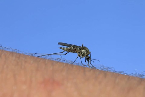 Common gnat