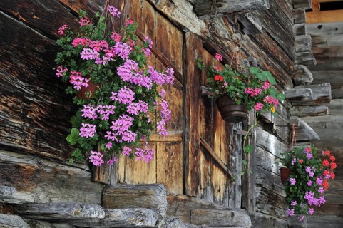 Geraniums decorating traditional wooden granary