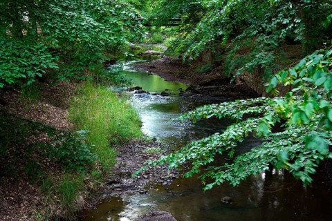 Brook