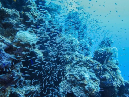 School of pigmy sweepers