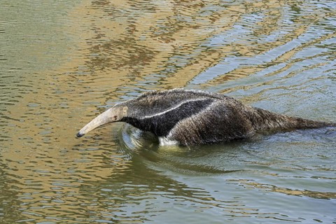 Giant anteater