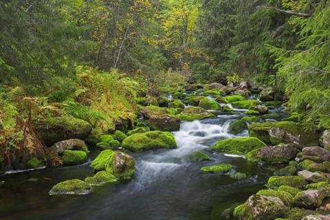 River Njupan in autumn forest in the Fulufjaellet National Park