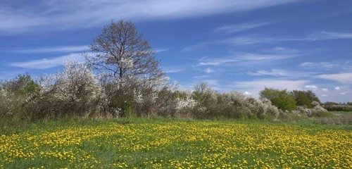 Hedge in spring with flowering Blackthorn