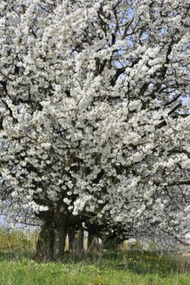 Orchard with cherry trees blossoming