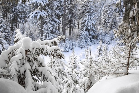 Branches of spruce trees laden with snow during snow shower in mixed forest in winter