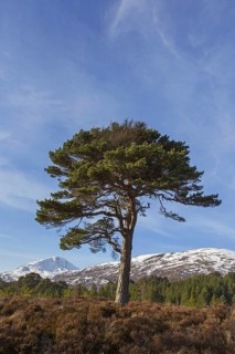 Solitary native Scots pine