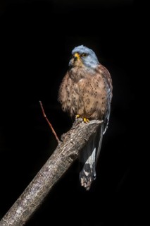 Lesser kestrel