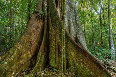 Buttress roots of telephone tree in tropical rainforest