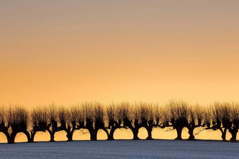 Row of pollarded European lime trees