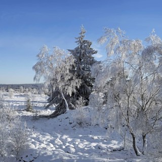Norway spruce