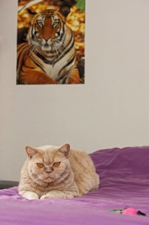 British Shorthair domesticated cat in house