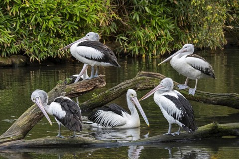 Australian pelicans