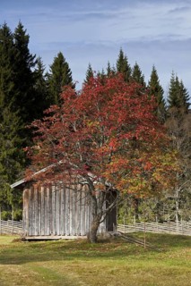 Wooden barn at farm in Dalarna