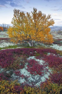European white birch