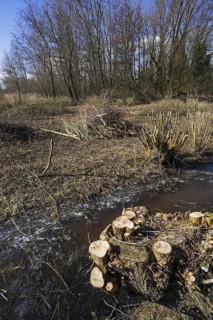Trimmed willow trees and bundles of cut wood