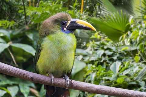 Blue-throated toucanet