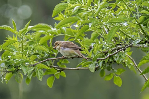 Marsh warbler