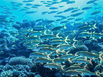 Shoal of yellow snapper fish