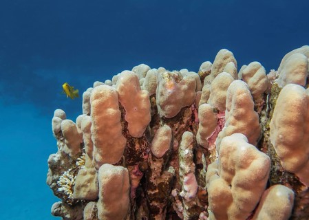 Hard corals