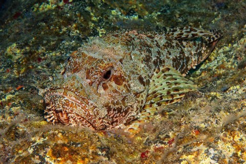 Red scorpionfish