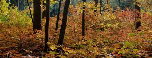 Northern red oak