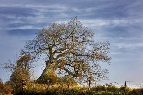 Old willow tree showing bare branches in autumn at Lince in the Belgian Ardennes