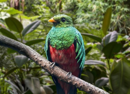 Golden-headed quetzal