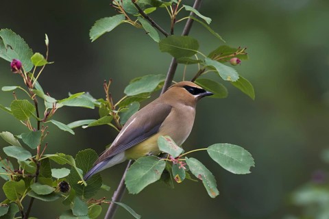 Cedar waxwing