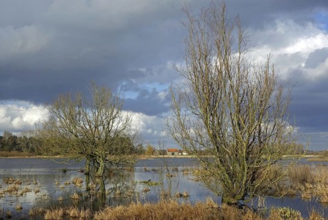 Willow trees in flooded meadow in the Belgian nature reserve Bourgoyen Ossemeersen