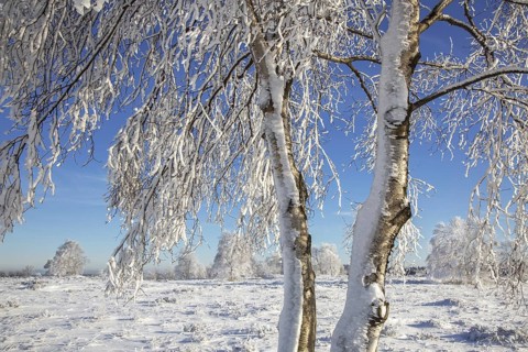 Downy birch