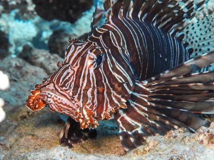 Pacific red lionfish