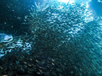 School of pigmy sweepers