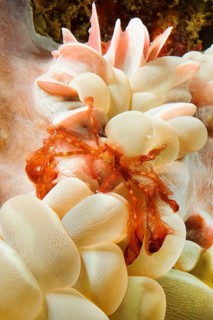 Orangutan crab