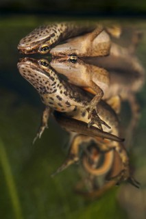Smooth newts