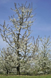 Orchard with cherry trees blossoming