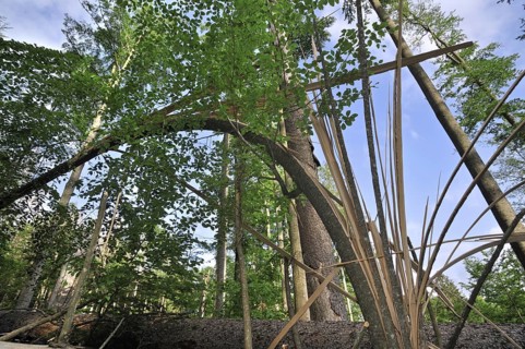 Storm damage in woodland showing snapped trees after hurricane passage