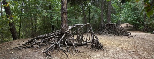 Exposed roots of pine trees due to soil erosion in forest at Kasterlee
