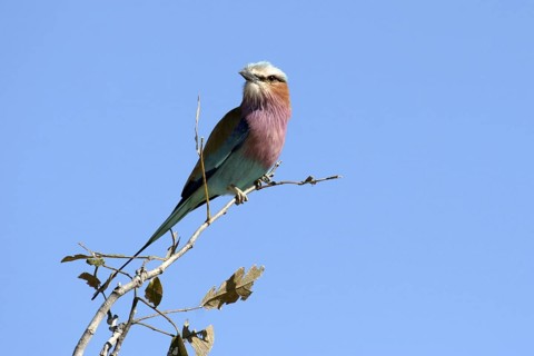 Lilac-breasted roller